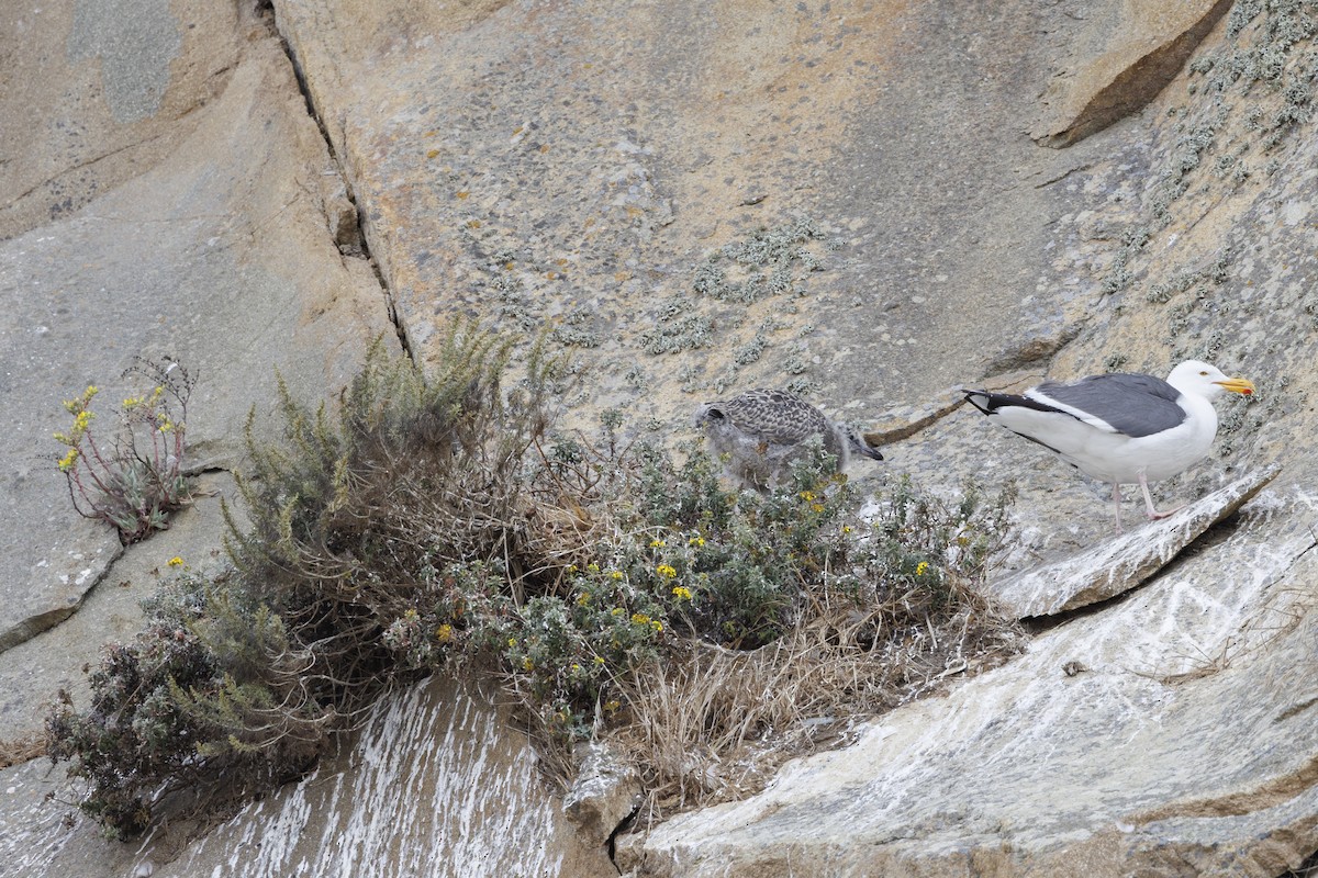 racek západní - ML646562114