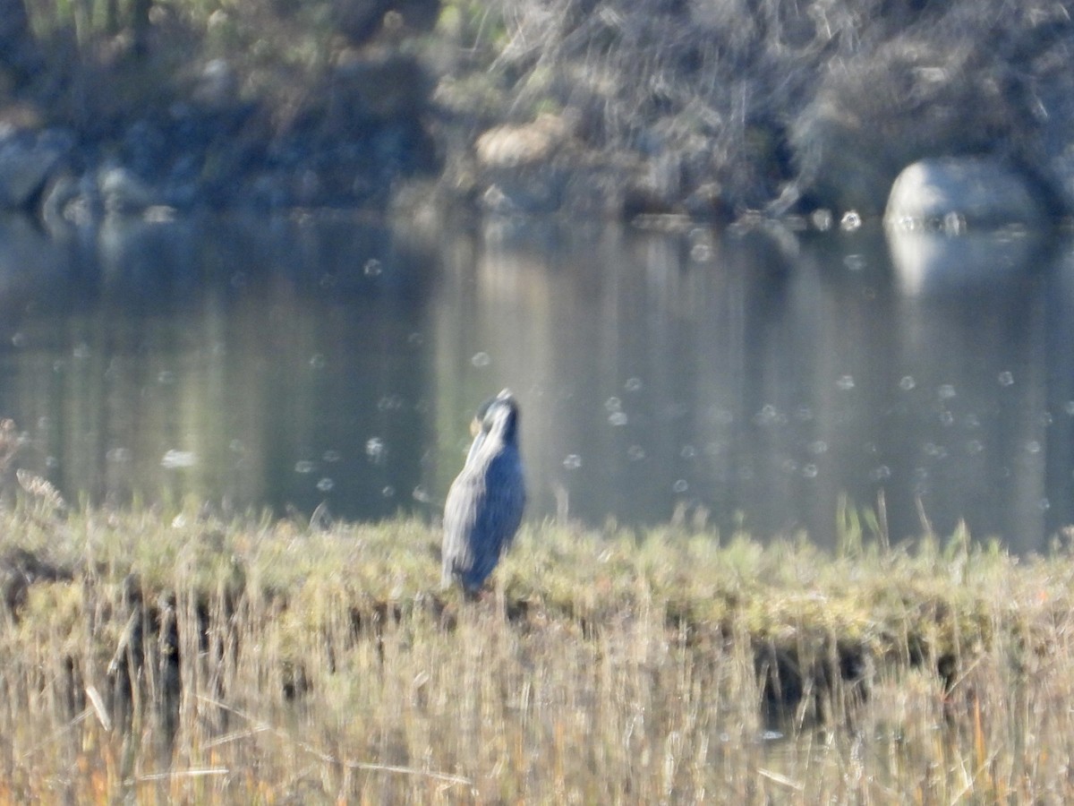 Yellow-crowned Night Heron - ML646562118