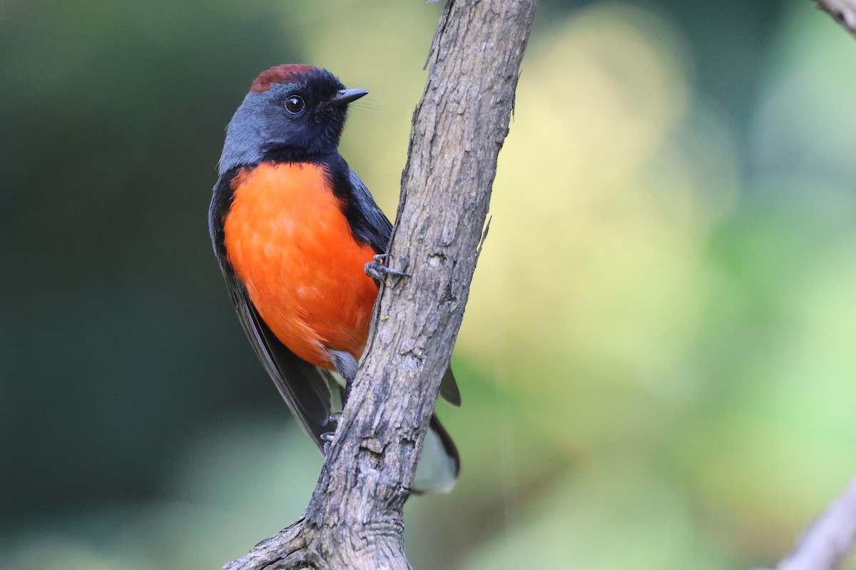 Larvenwaldsänger - ML646562120