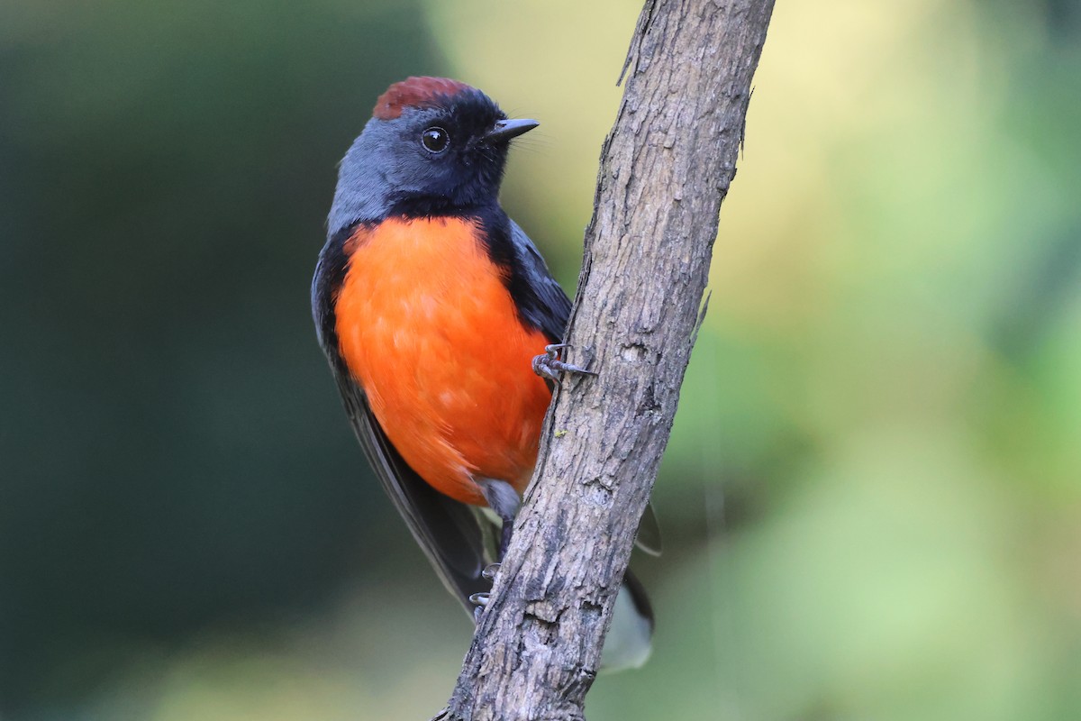 Larvenwaldsänger - ML646562121