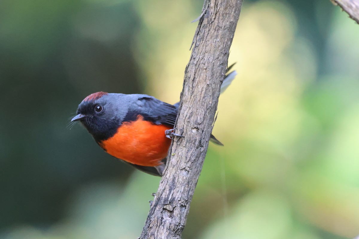 Larvenwaldsänger - ML646562122