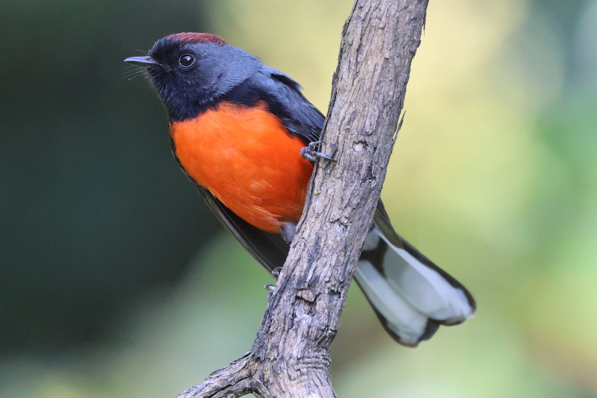 Larvenwaldsänger - ML646562123