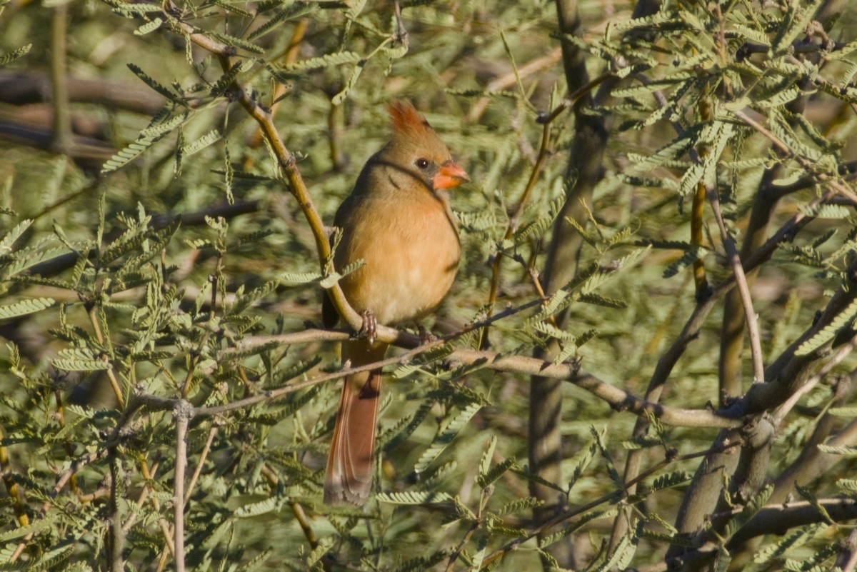 rødkardinal - ML646562124