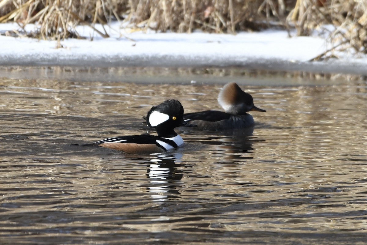 Hooded Merganser - ML646562127