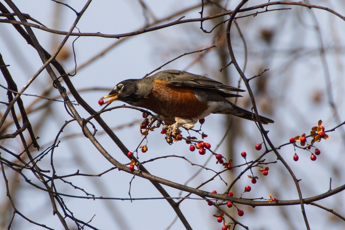 American Robin - ML646562128