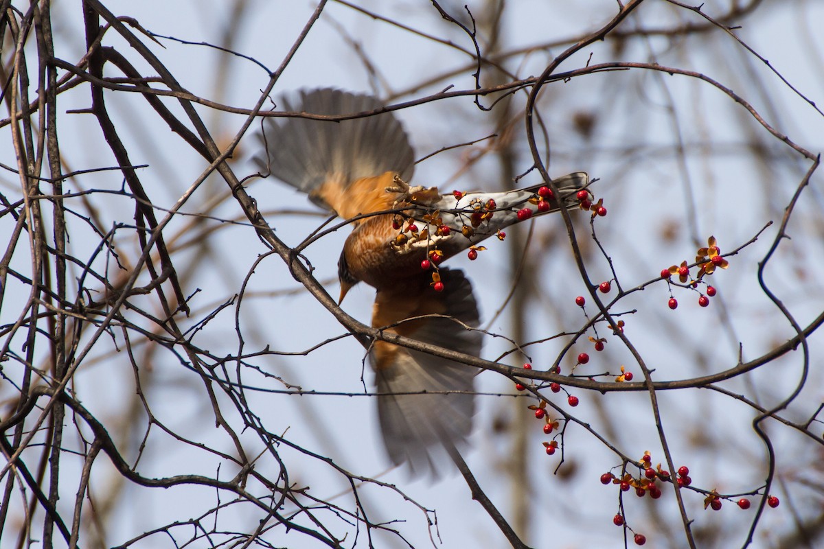 American Robin - ML646562129
