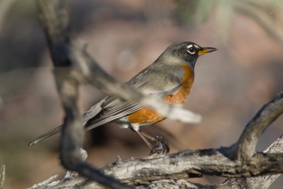 American Robin - ML646562131