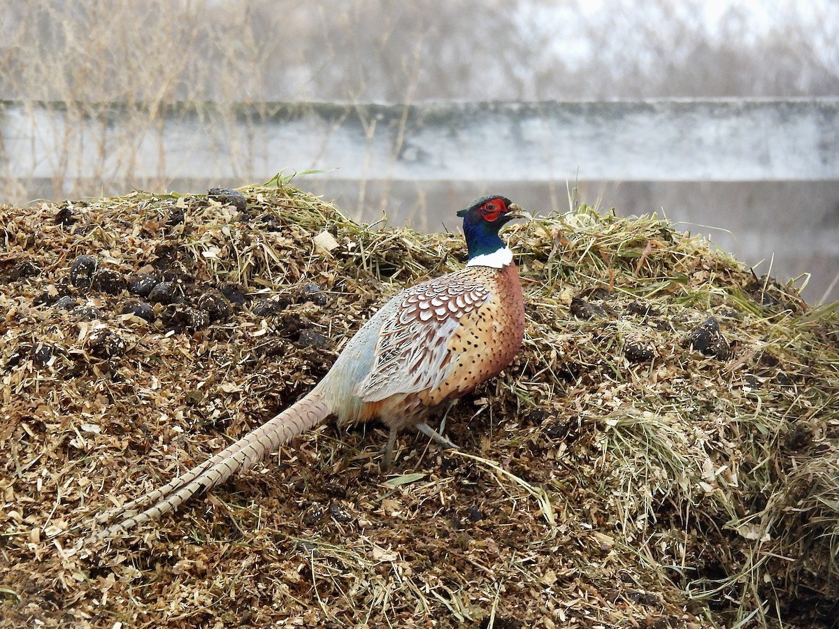 Ring-necked Pheasant - ML646562135