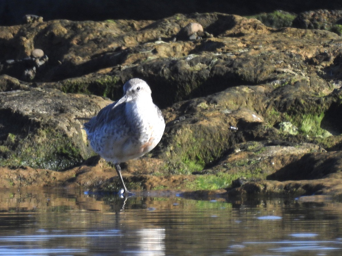 jespák rezavý - ML646562136