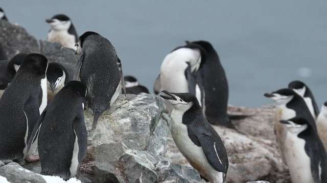 Chinstrap Penguin - ML646562137