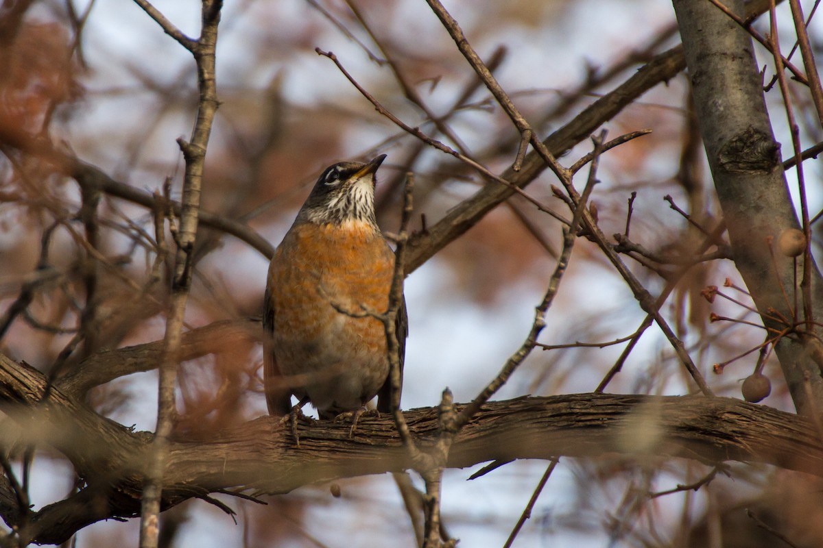 American Robin - ML646562150