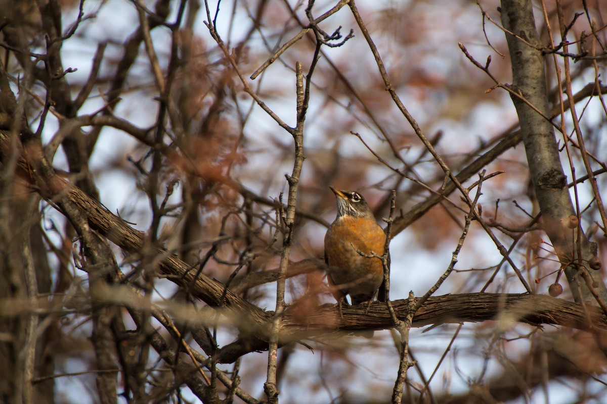 American Robin - ML646562151