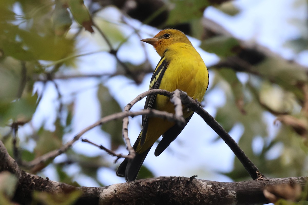 Kiefernkardinal - ML646562152