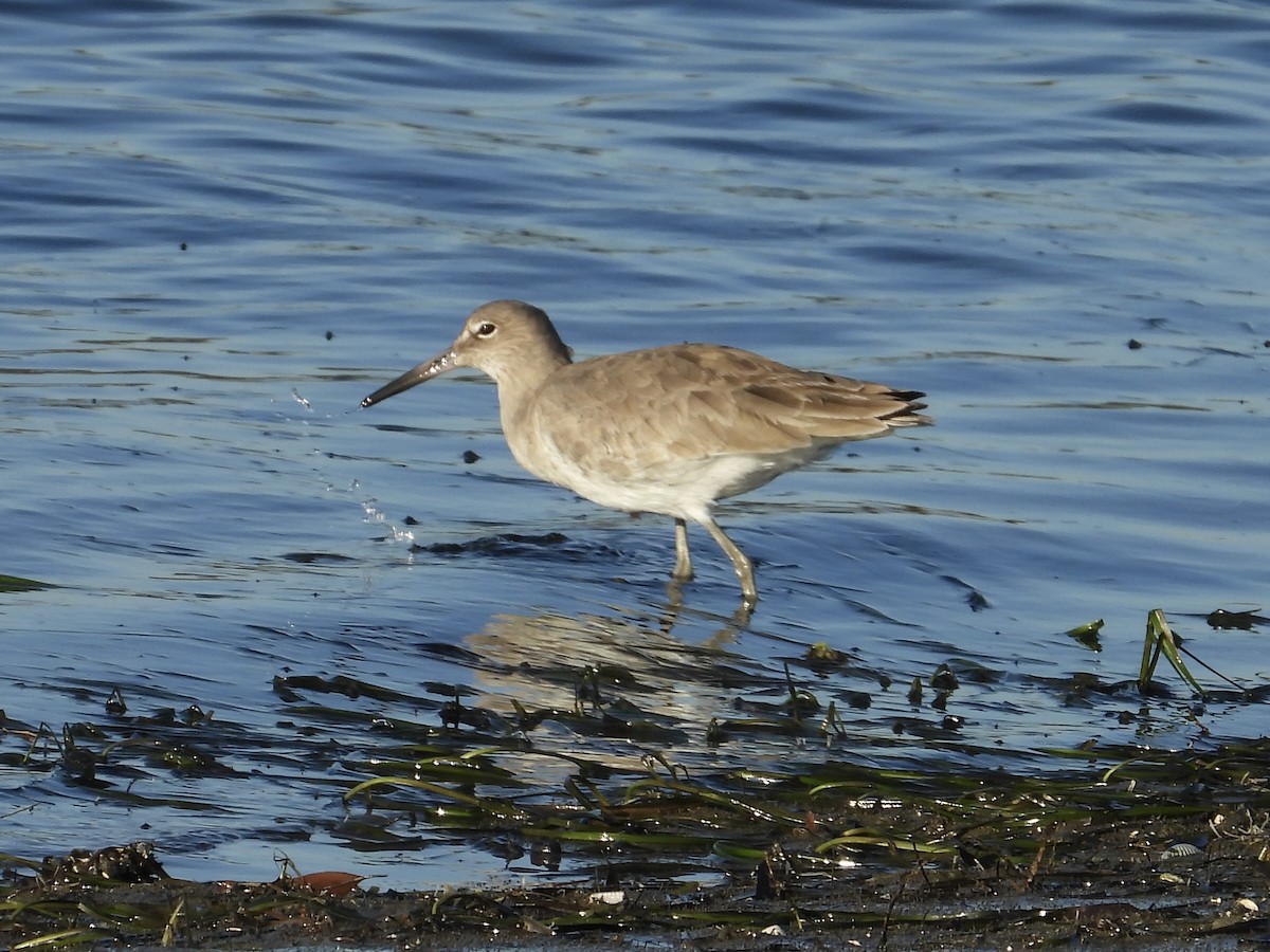 Willet - ML646562153