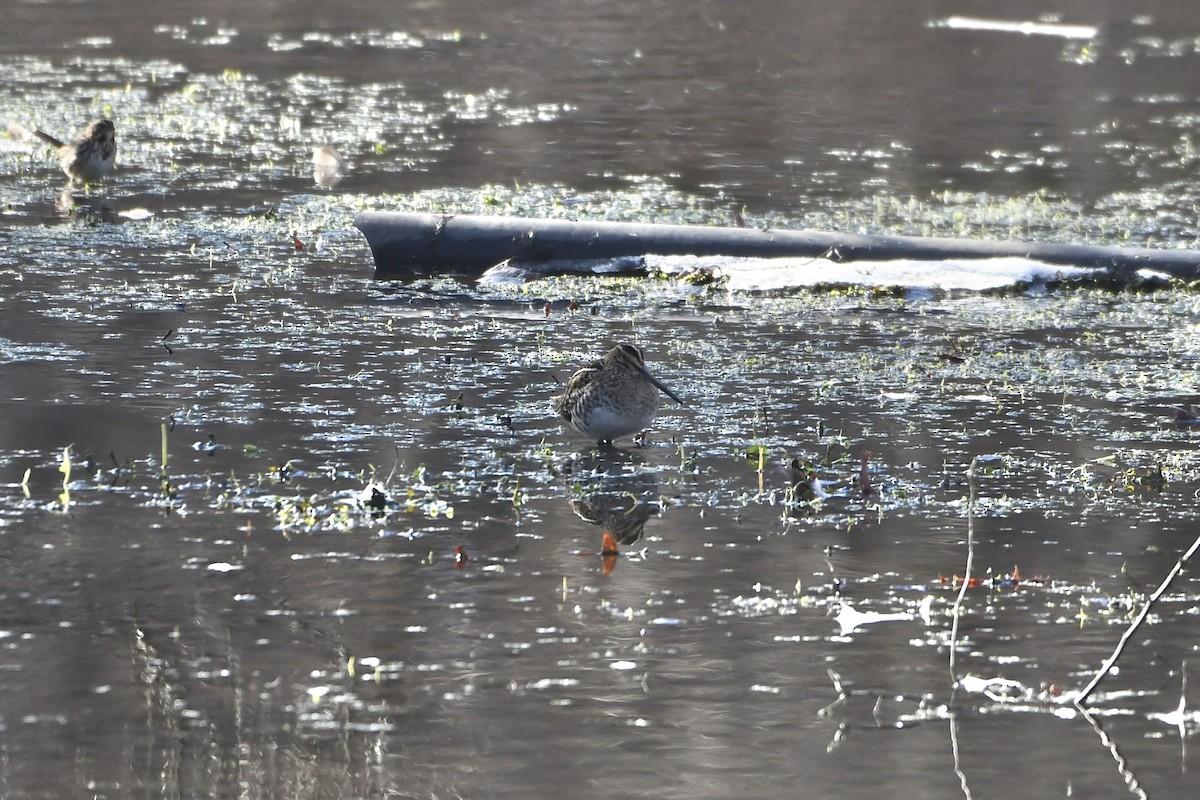 Wilson's Snipe - ML646562154