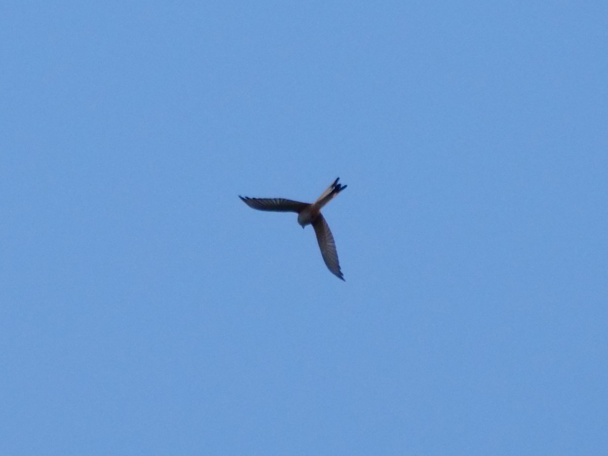 Scissor-tailed Flycatcher - ML646562161