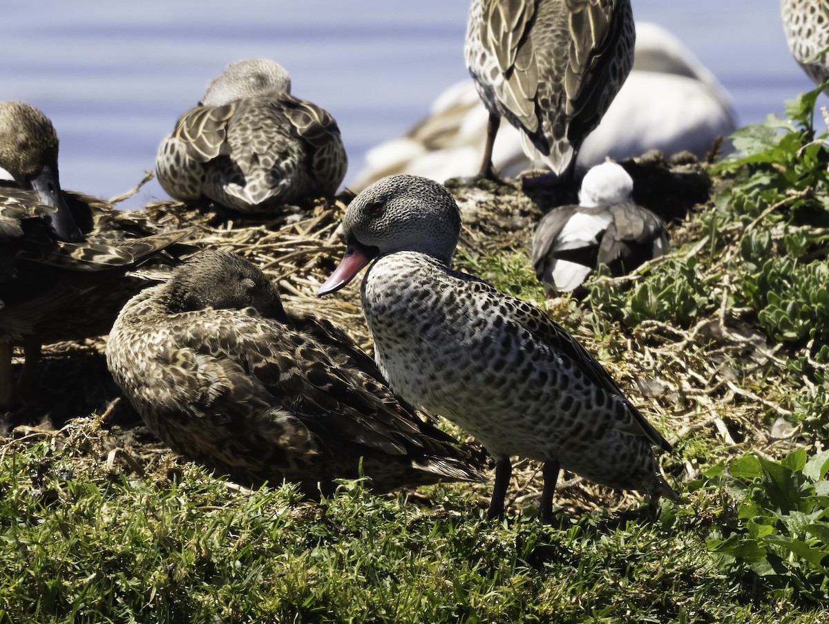 Cape Teal - ML646562163