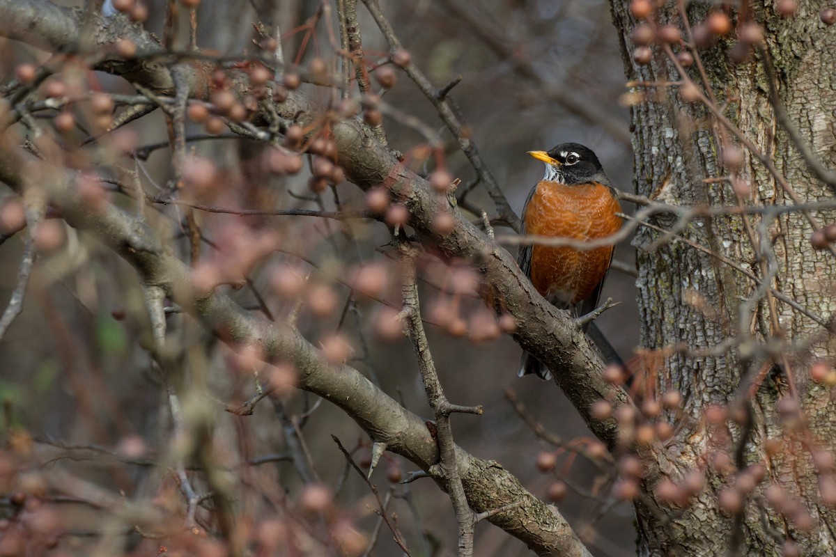 American Robin - ML646562166