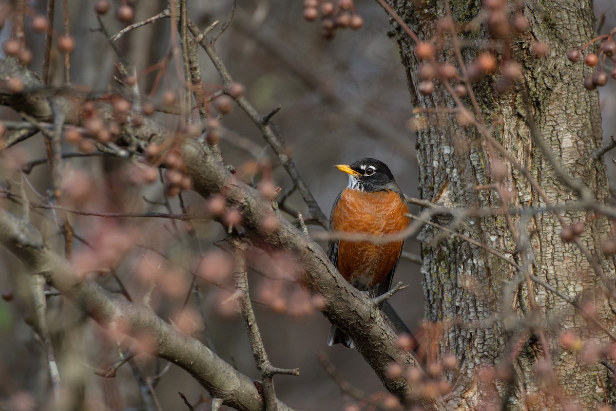 American Robin - ML646562167