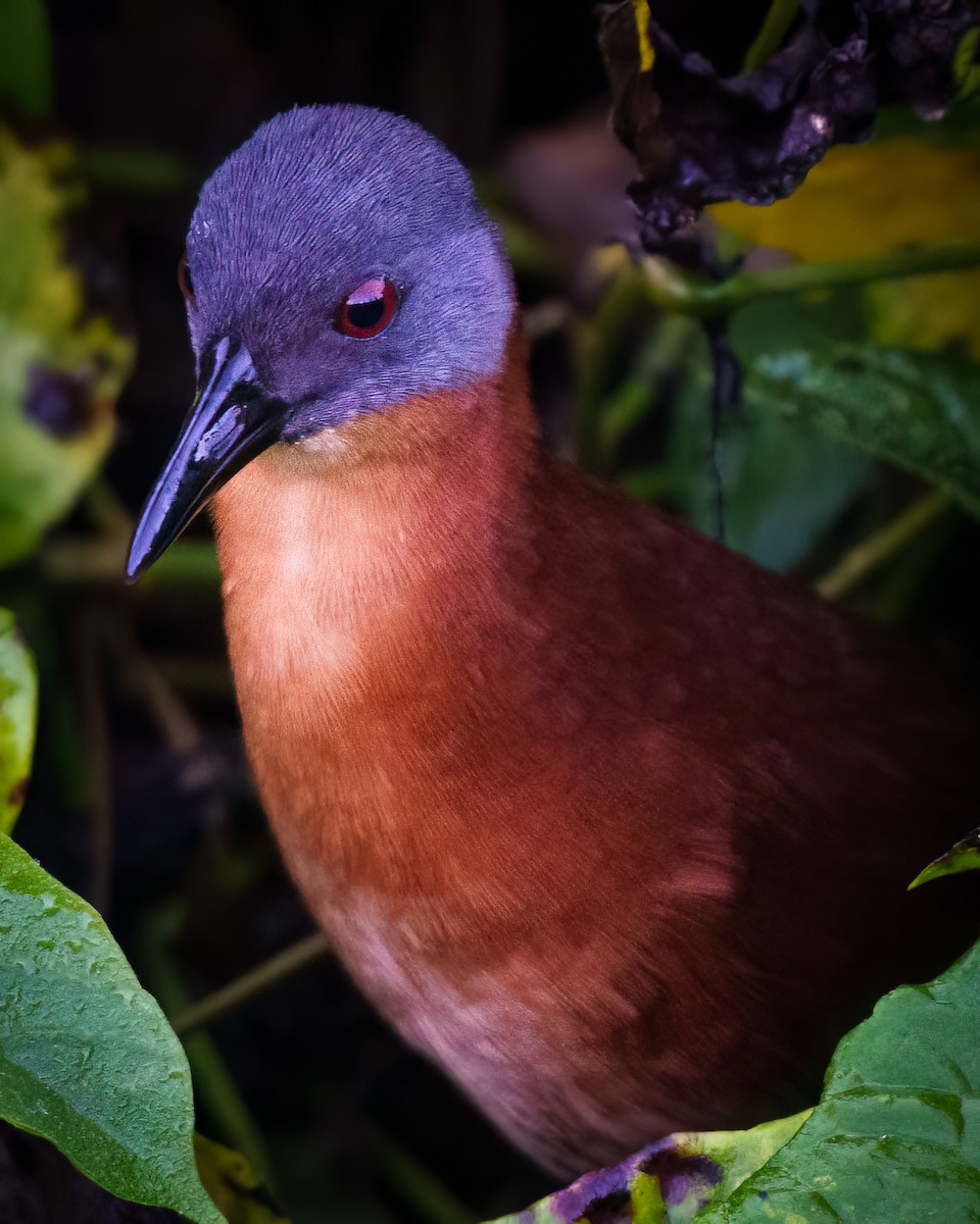 Ruddy Crake - ML646562168