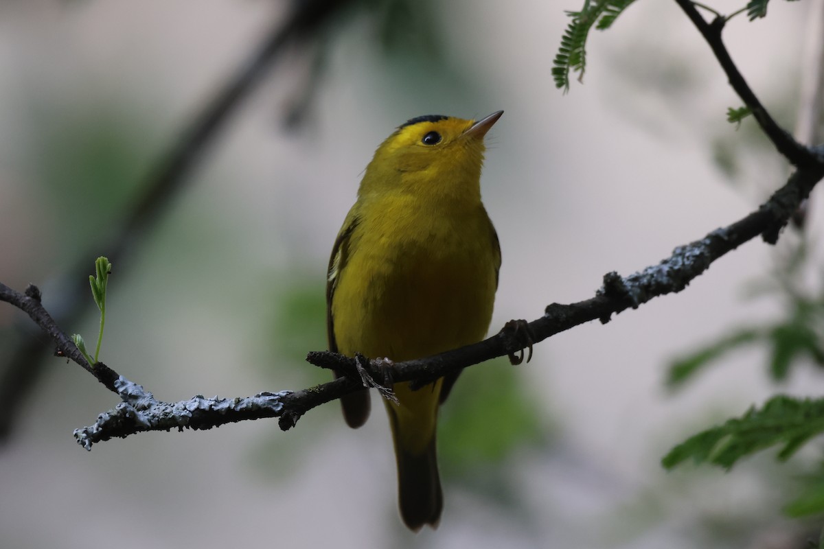 Mönchswaldsänger - ML646562170