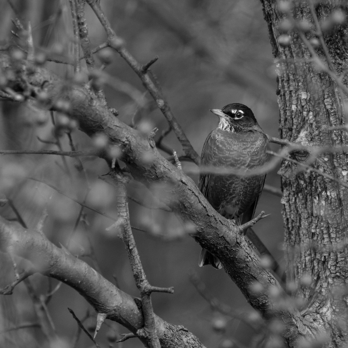 American Robin - ML646562171