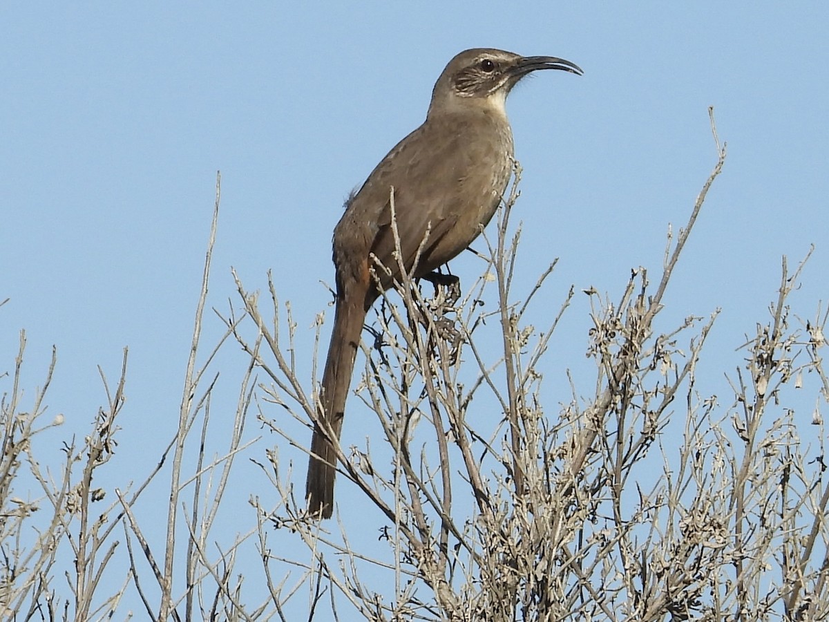 California Thrasher - ML646562173