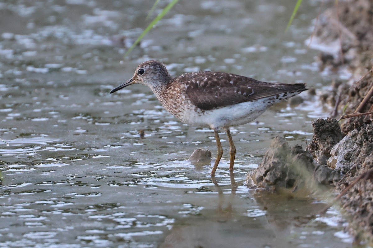 鷹斑鷸 - ML646562174