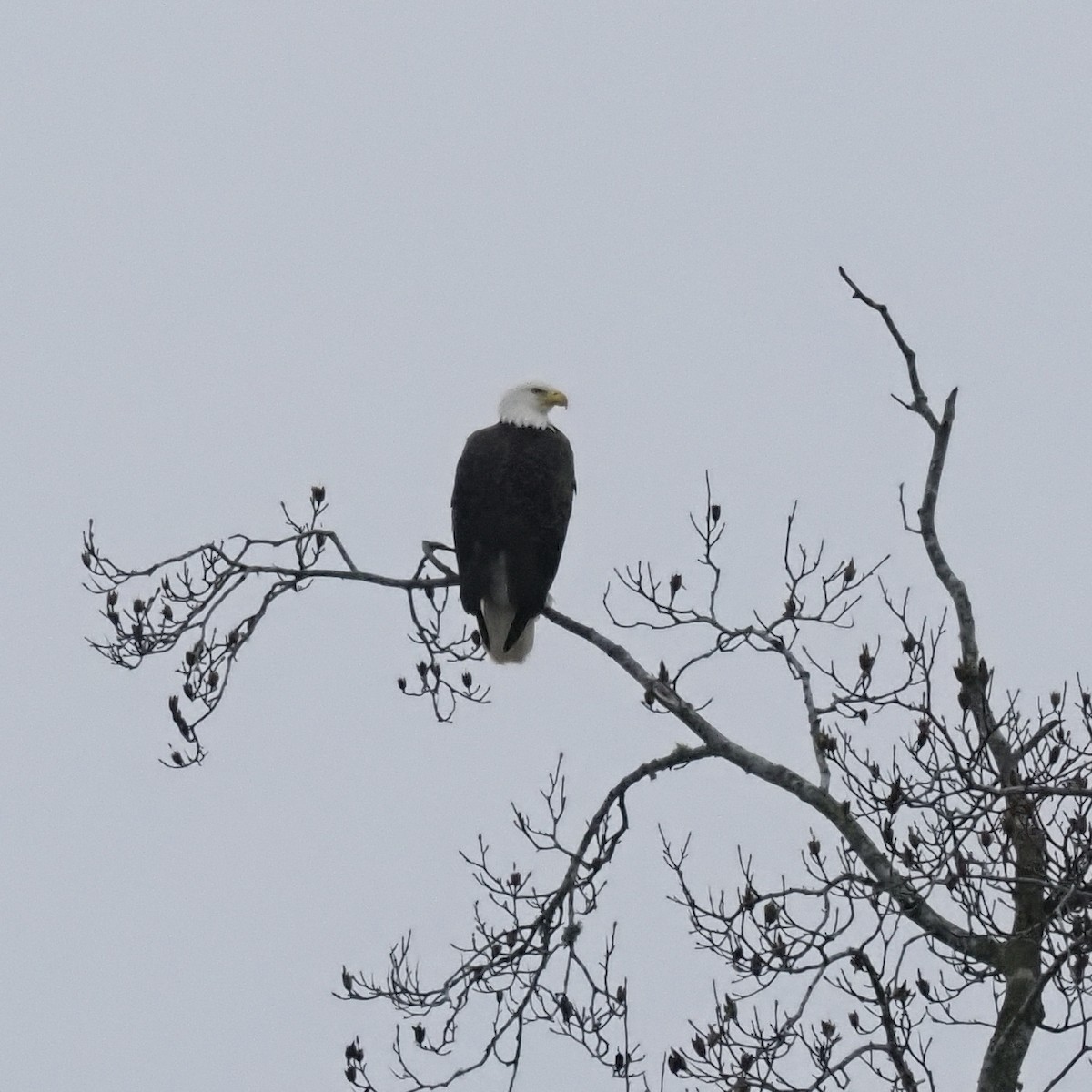 ハクトウワシ - ML646562175