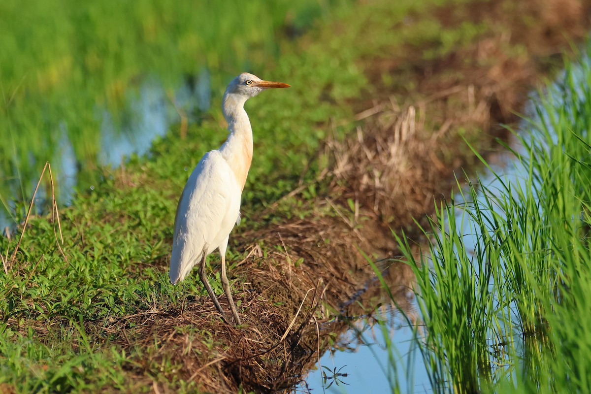 黃頭鷺 - ML646562177