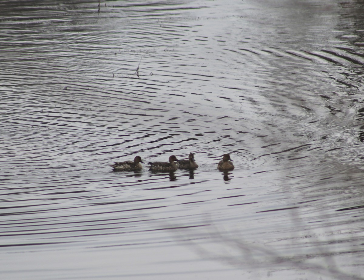 Northern Pintail - ML646562178