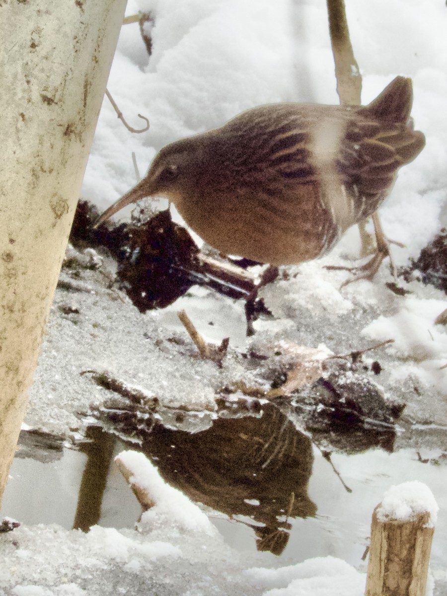 Virginia Rail - ML646562179