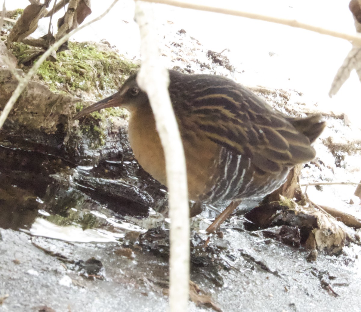 Virginia Rail - ML646562181