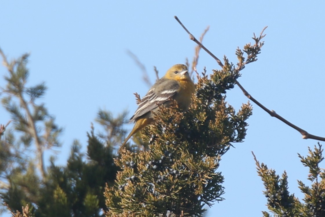 Baltimore Oriole - ML646562182