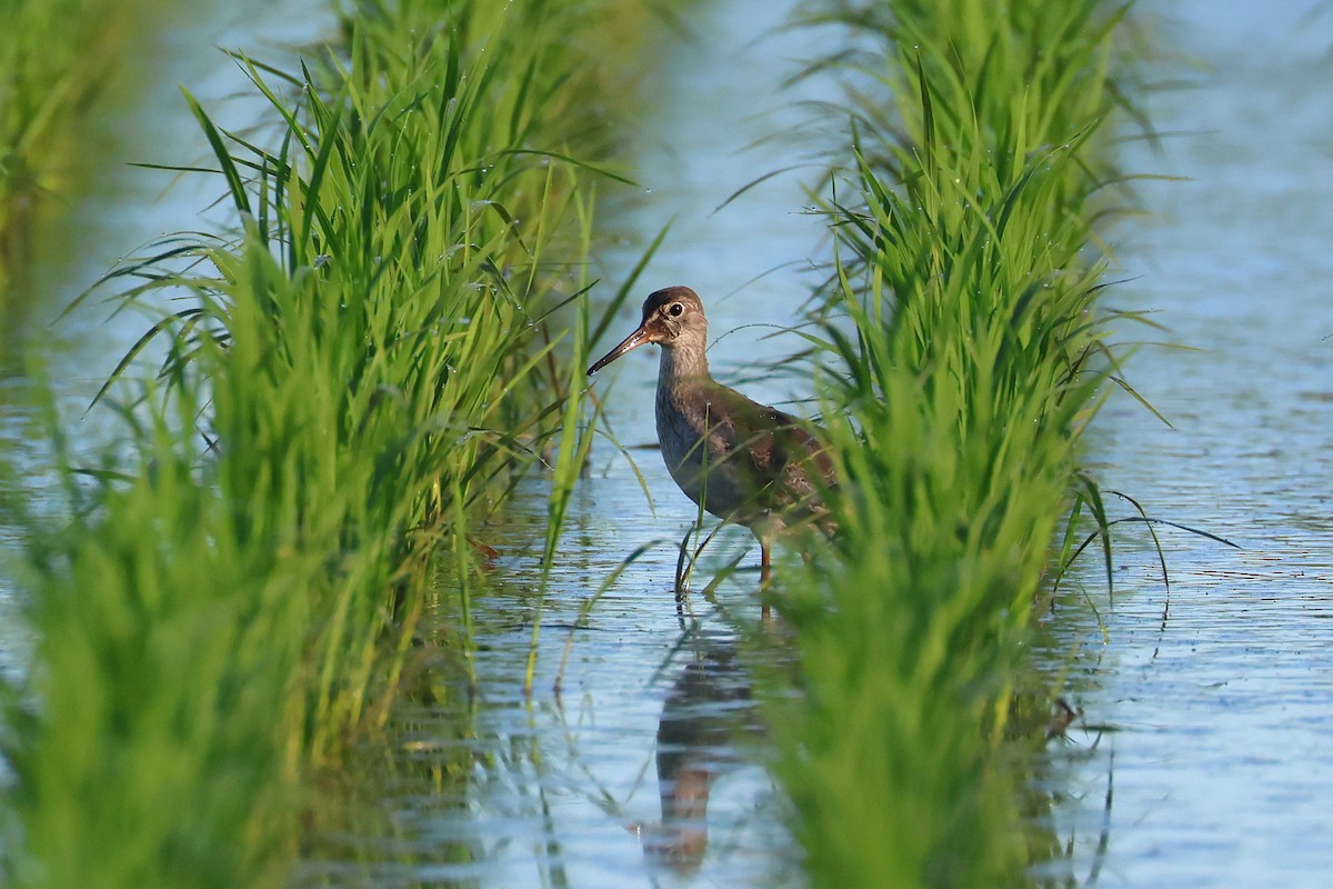 赤足鷸 - ML646562183