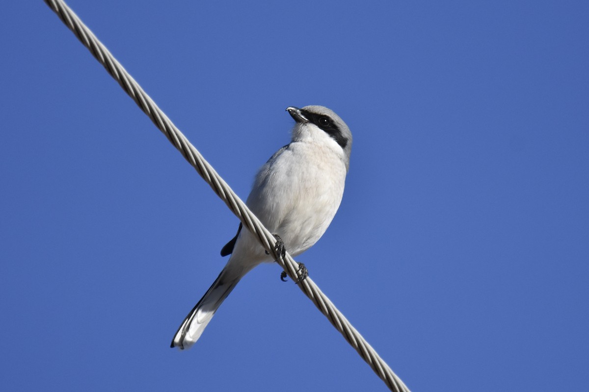 Loggerhead Shrike - ML646562189