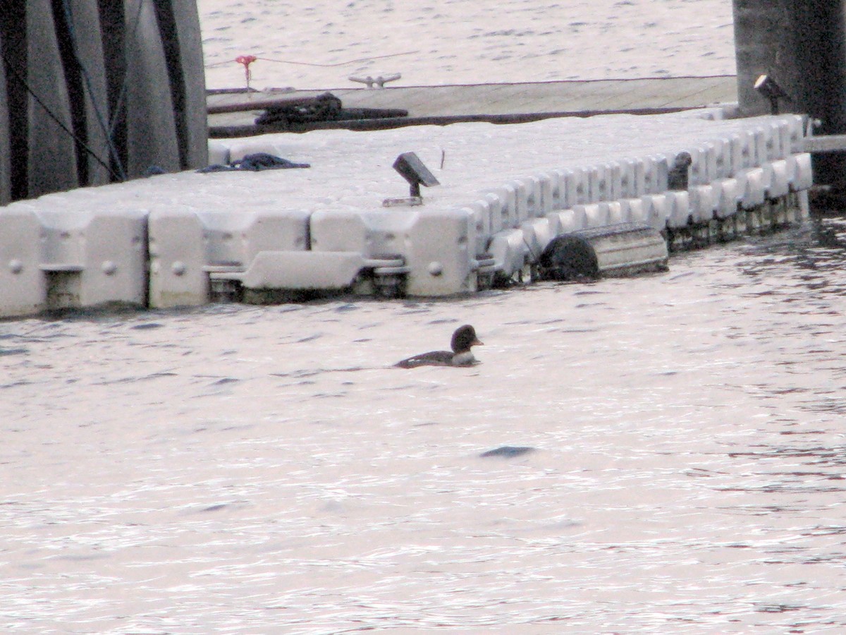 キタホオジロガモ - ML646562190