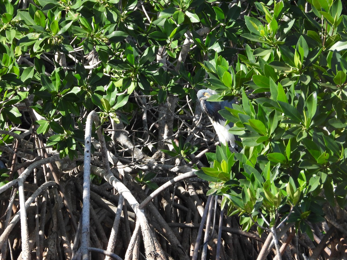 volavka tříbarvá - ML646562199