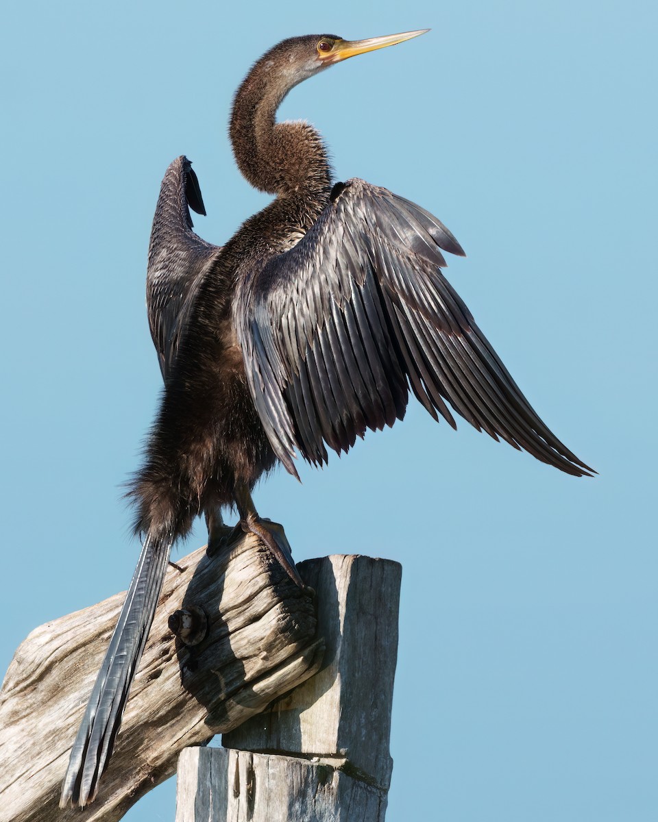 Anhinga - ML646562201
