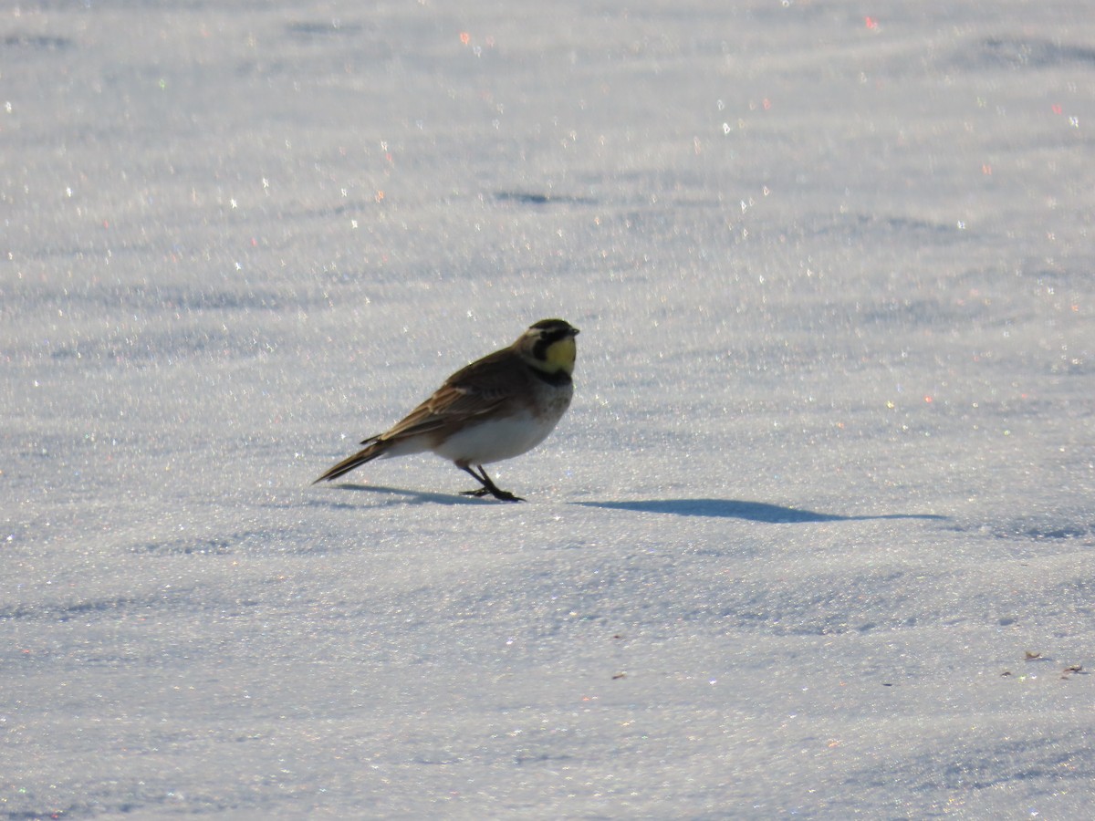 Horned Lark - ML646562202