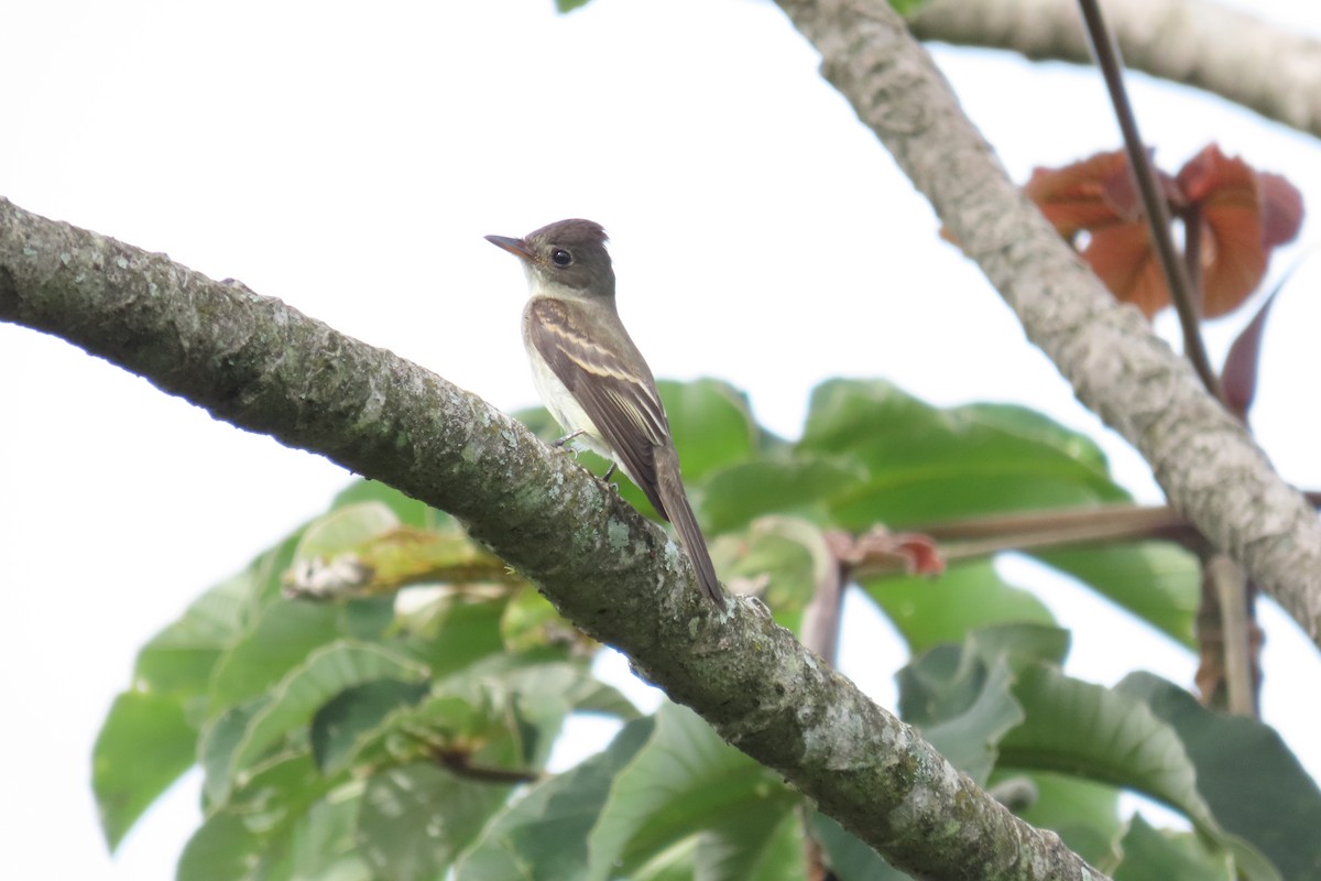 Eastern Wood-Pewee - ML646562203