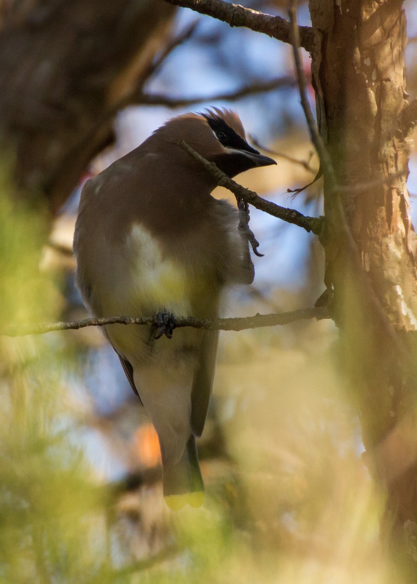 Cedar Waxwing - ML646562206