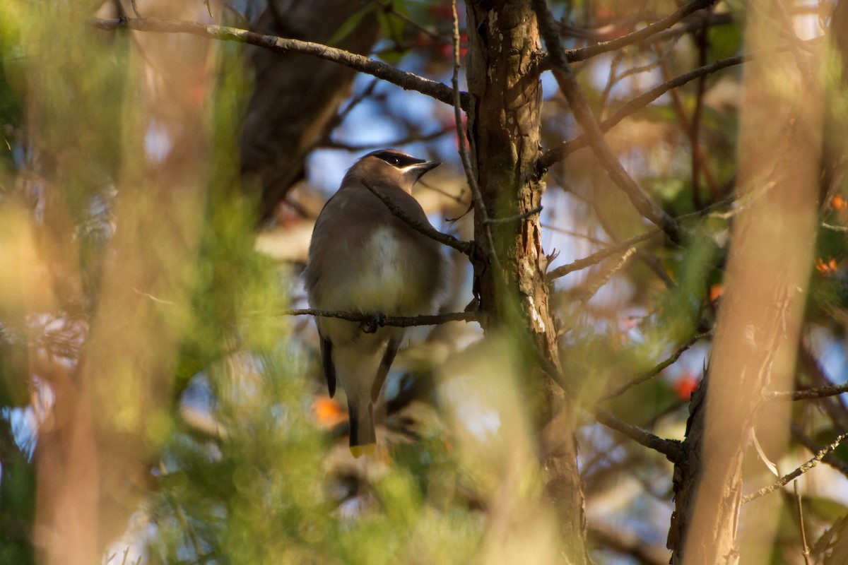 Cedar Waxwing - ML646562208