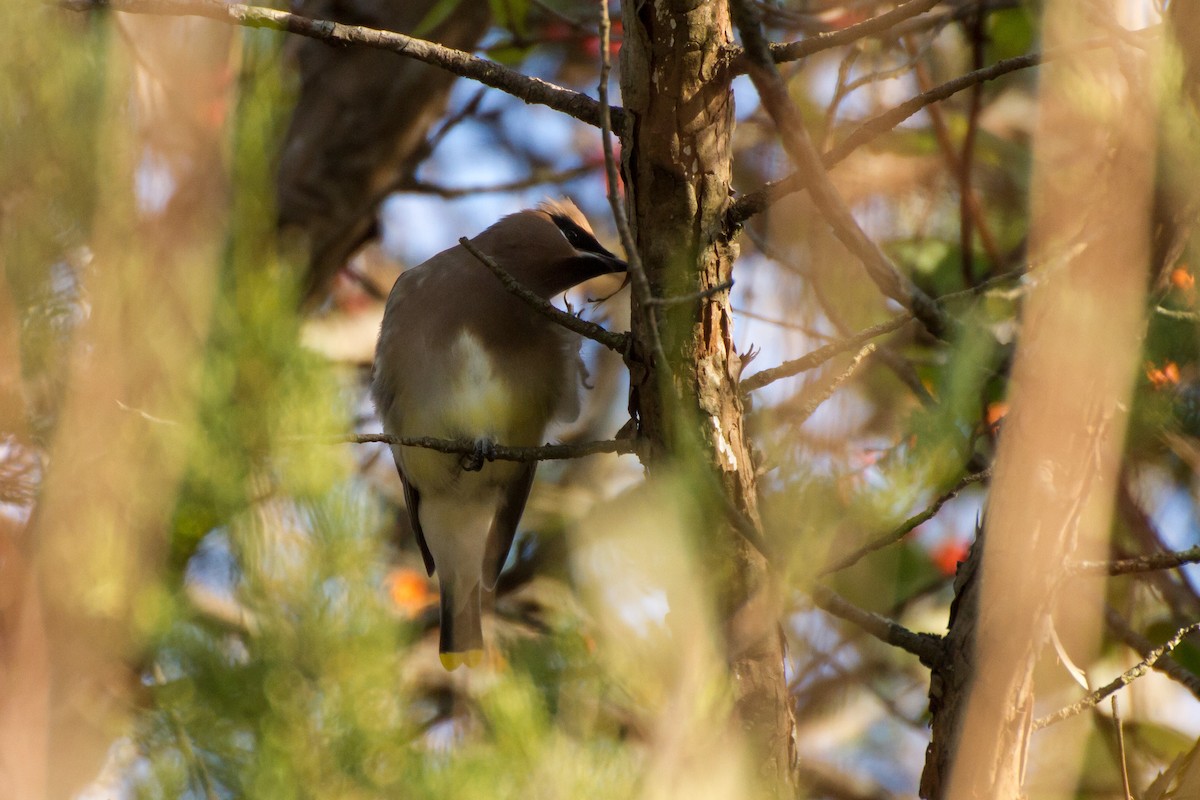 Cedar Waxwing - ML646562209