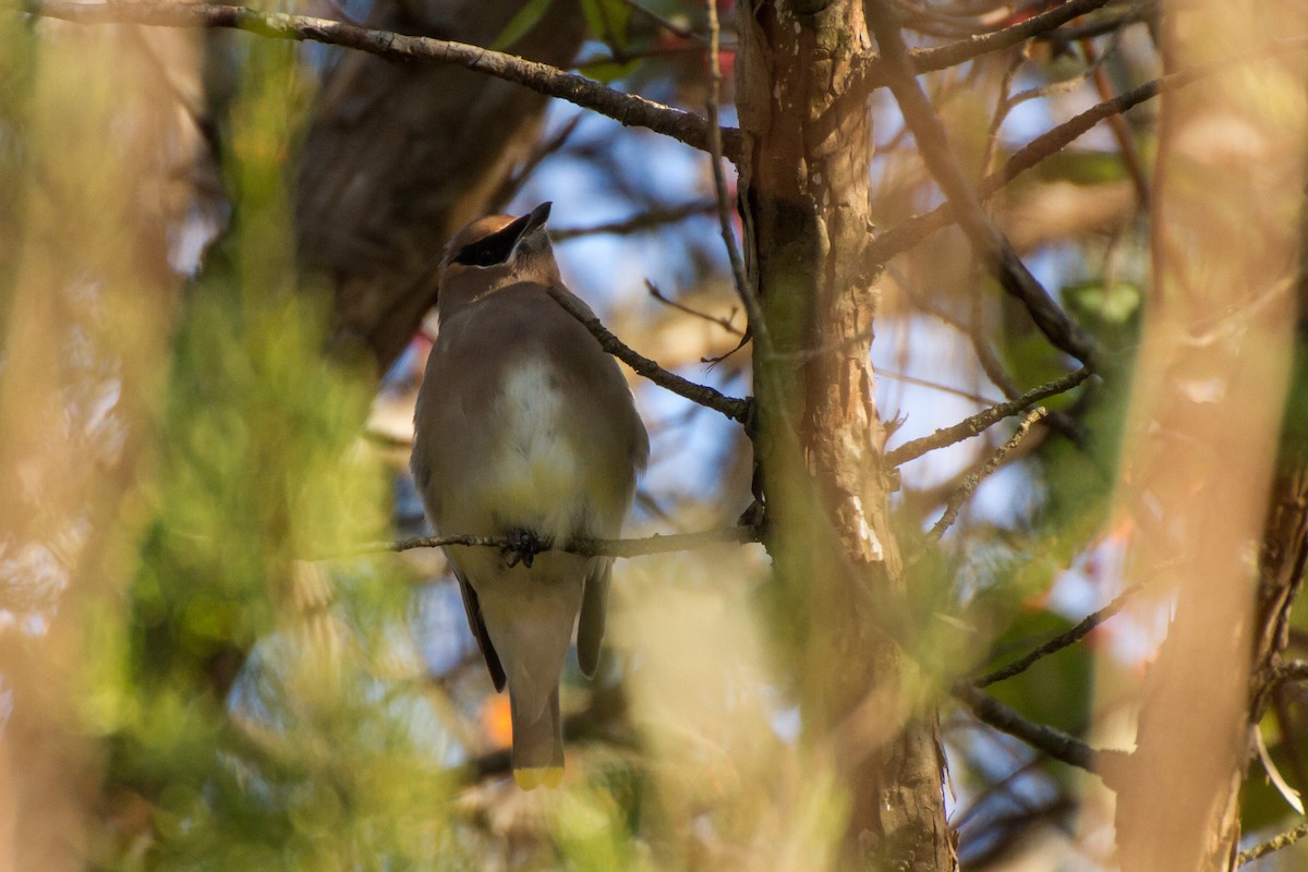 Cedar Waxwing - ML646562210