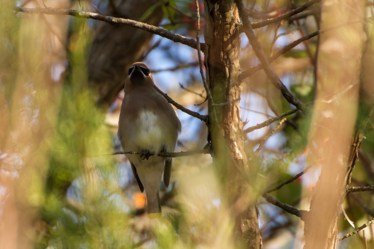 Cedar Waxwing - ML646562211