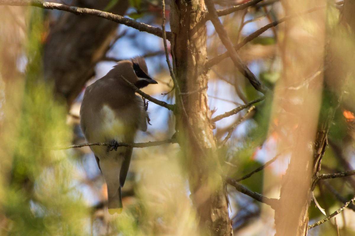 Cedar Waxwing - ML646562212
