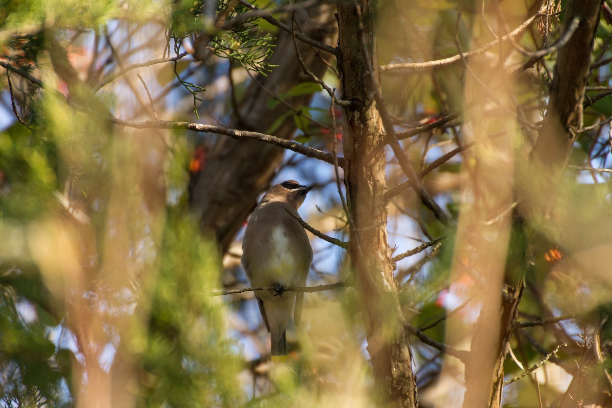 Cedar Waxwing - ML646562213
