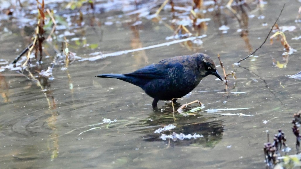 Rusty Blackbird - ML646562216