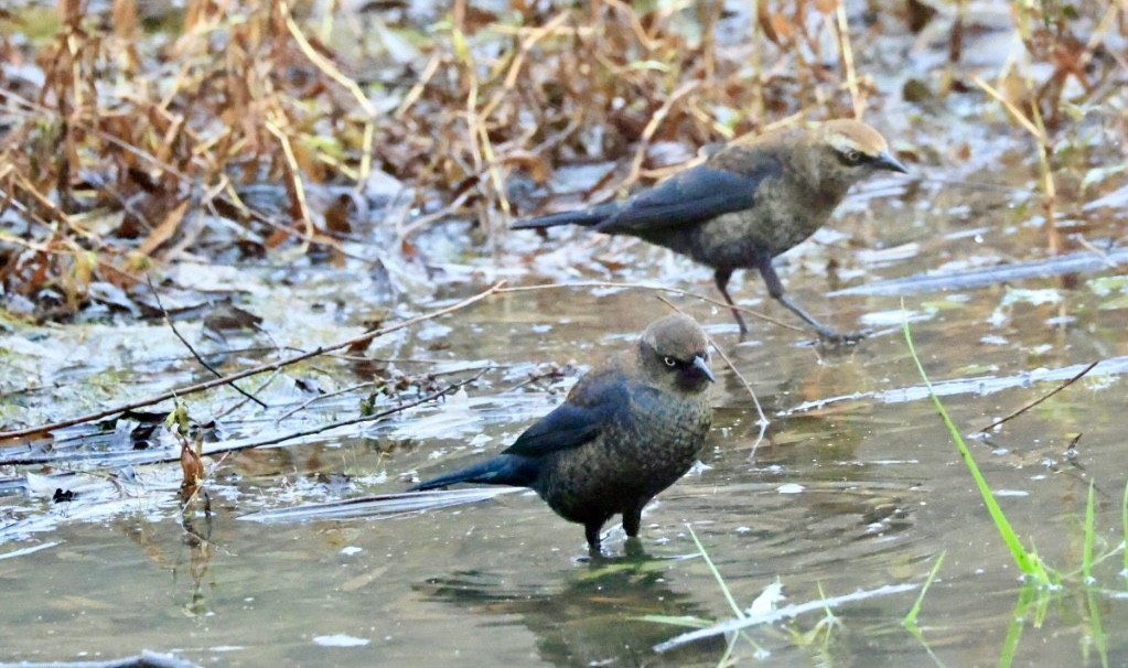 Rusty Blackbird - ML646562217